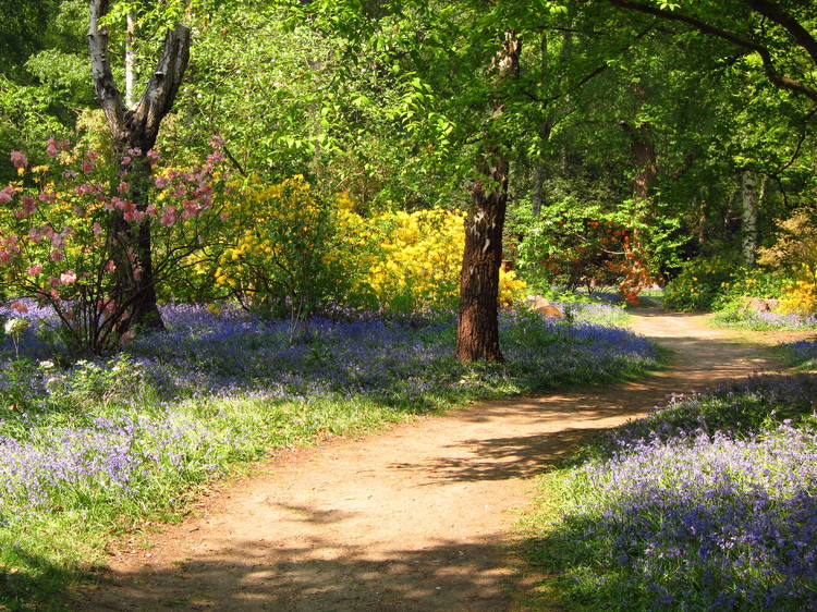 Isabella Plantation, London