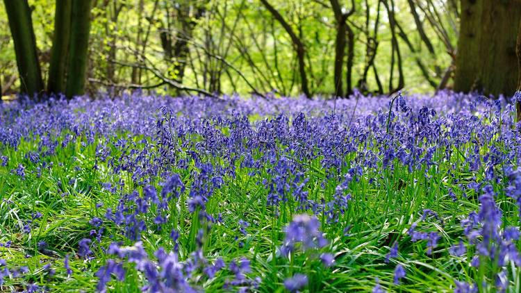 Urquhart Bay Woods, Scotland