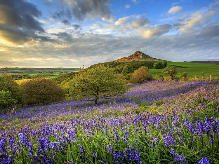 Beautiful places to see bluebells across the UK