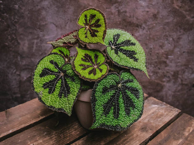 Terrárea Terrárea