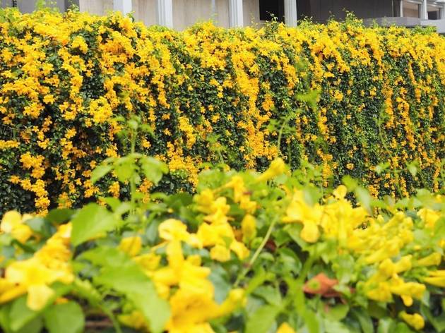 10 Beautiful Blooms You Can Find In Singapore