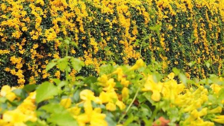 10 beautiful blooms you can find in Singapore