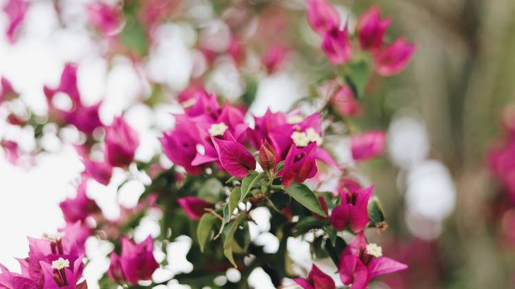 Bougainvillea