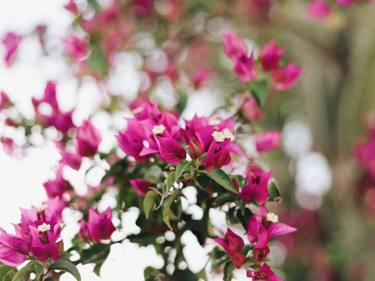 Bougainvillea