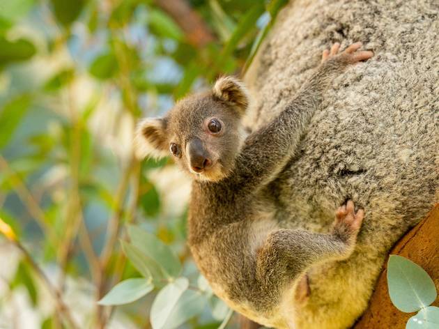 Wild Life Sydney Zoo Wants Your Help To Name Its New Baby Koala