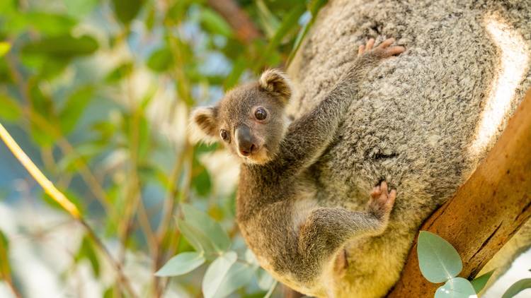 Baby koala clings to mother's back