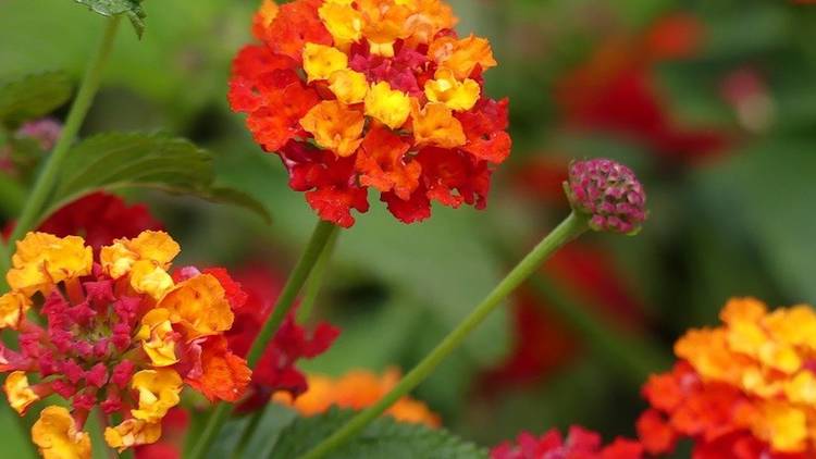 Lantana