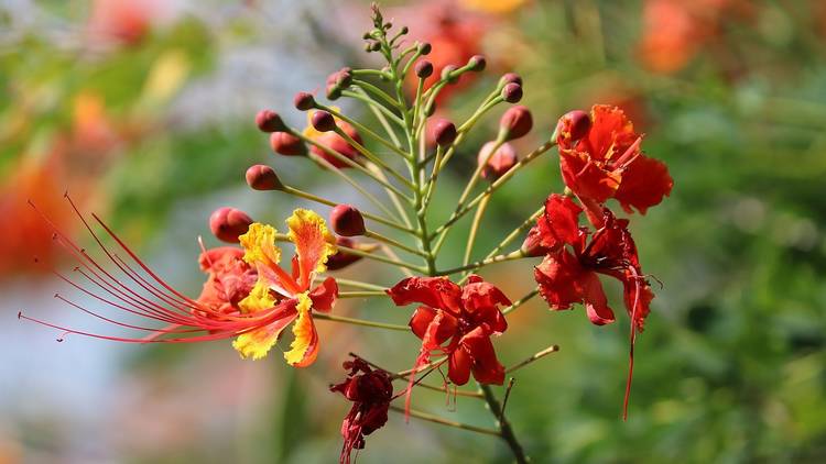 Peacock Flower