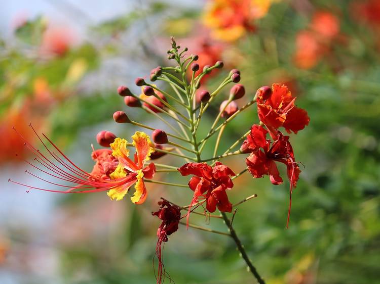 Peacock Flower