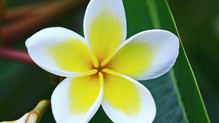 Frangipani