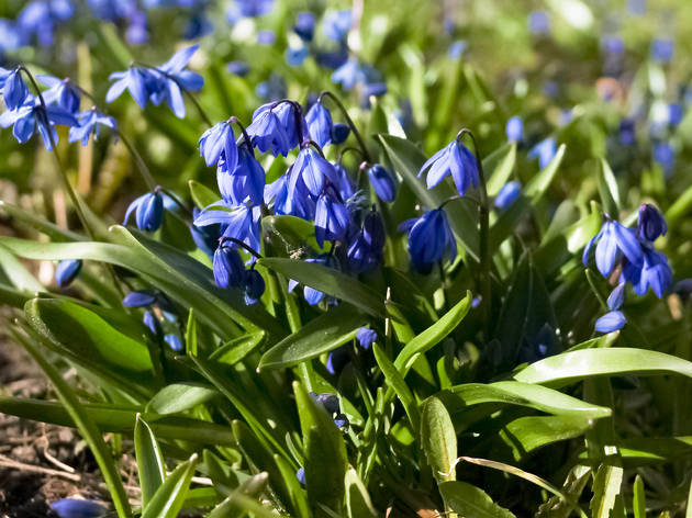 small,perennial,gardening,seasonal,floristic,botany,flora,scilla small,perennial,gardening,seasonal,floristic,botany,flora,scilla