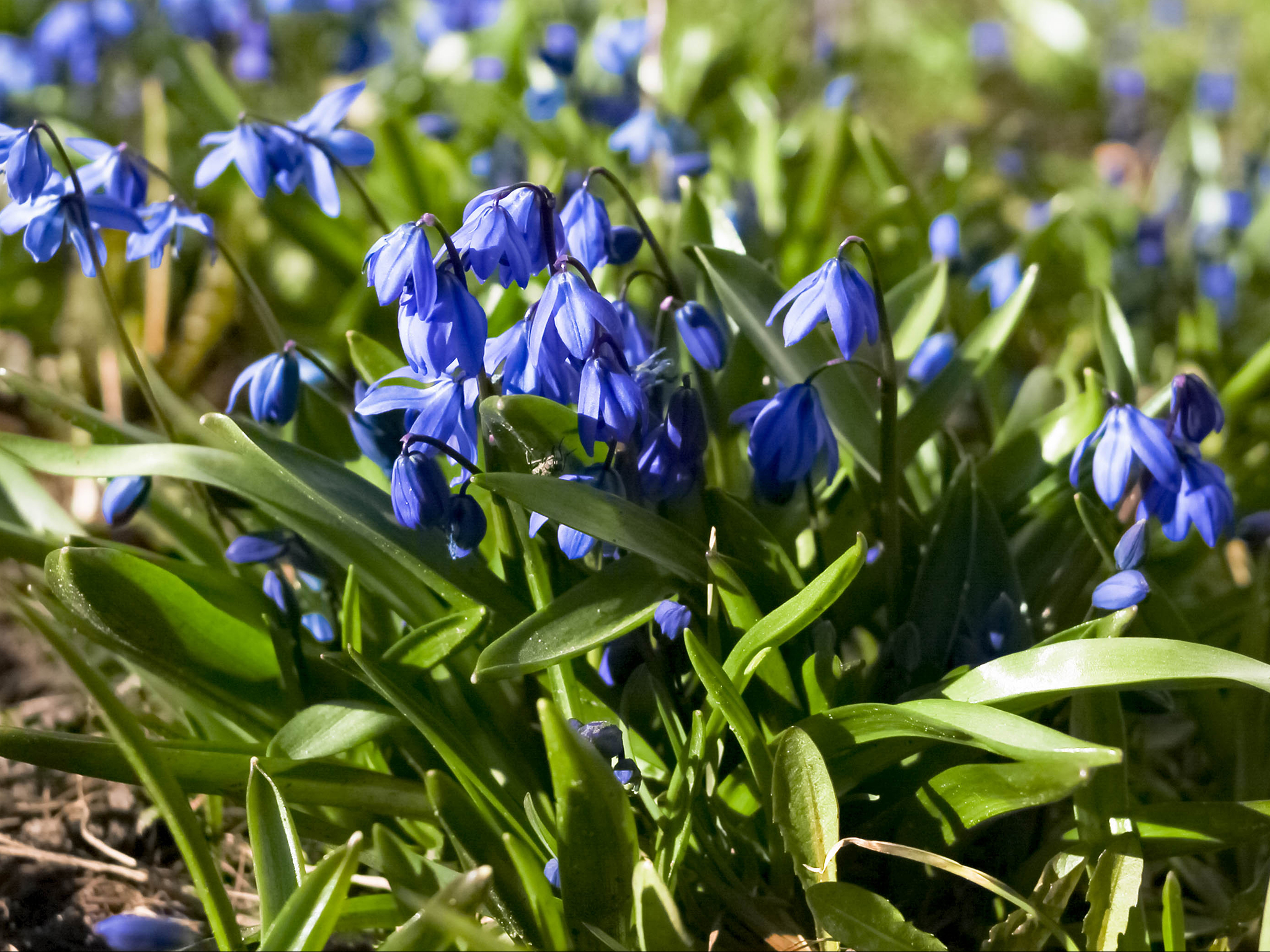 Here Are The Best Places To See Bluebells In London