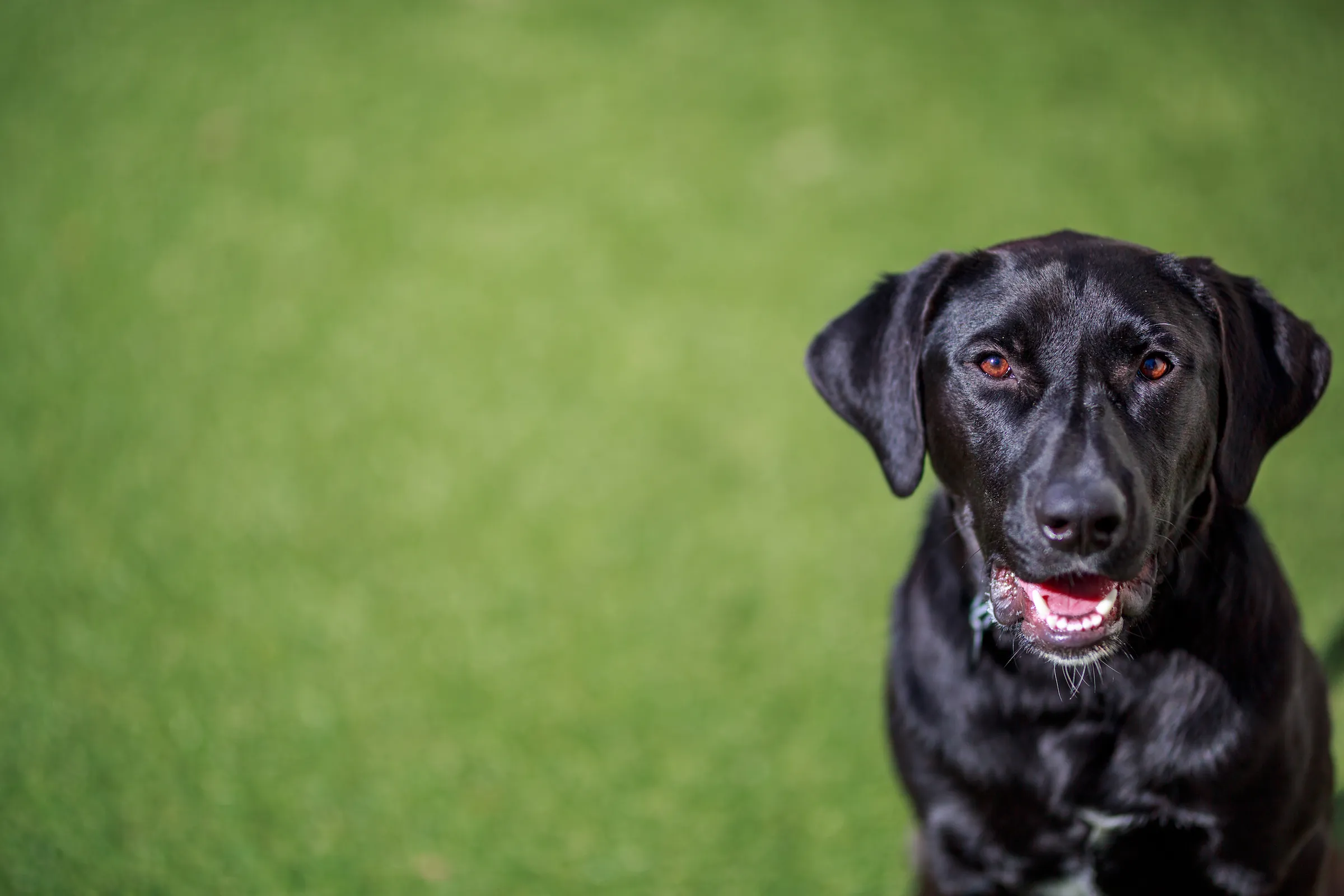 Harding dog PAWS Chicago