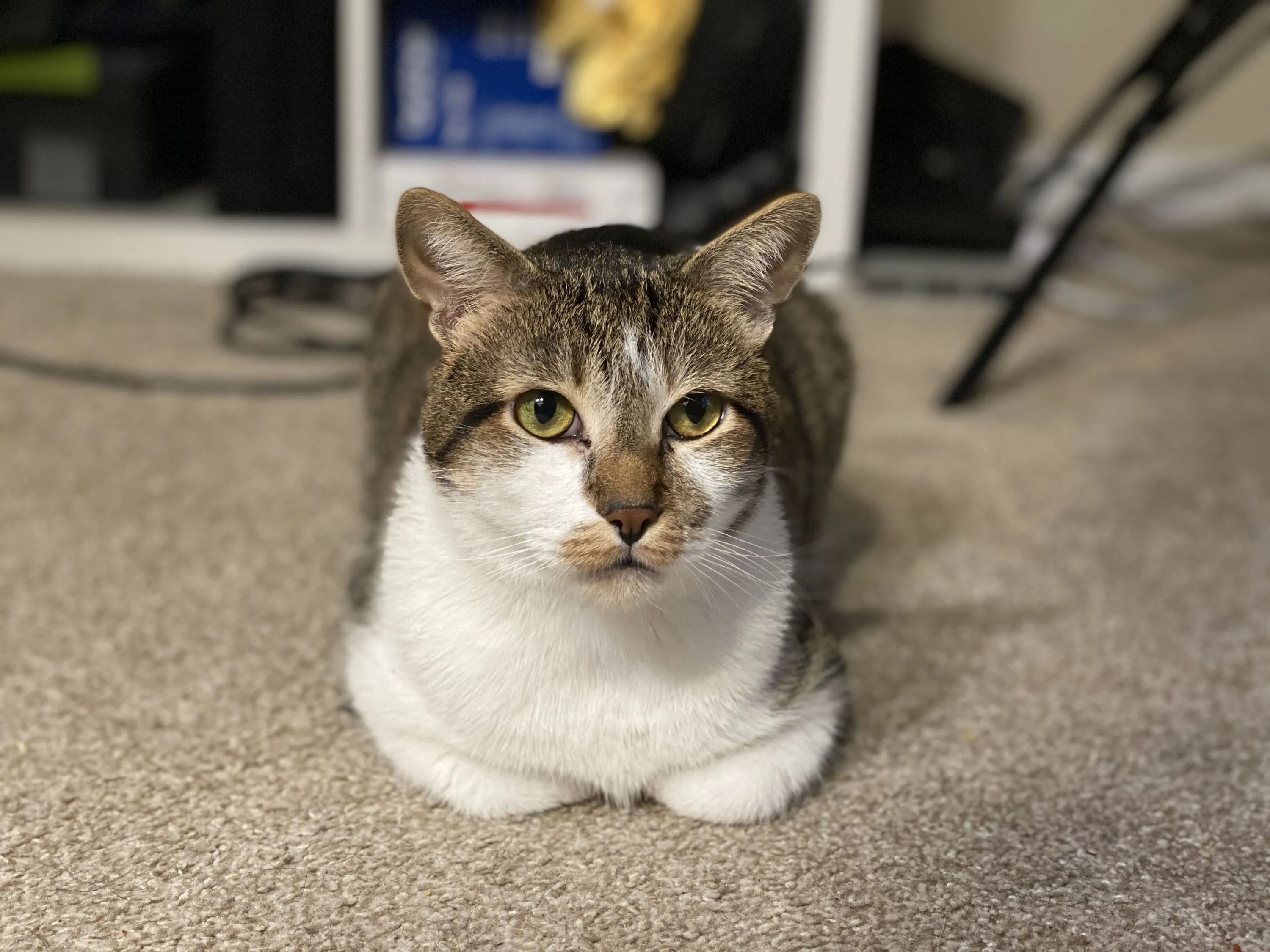 Vance cat PAWS Chicago