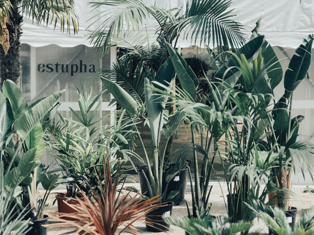 Estupha Estupha