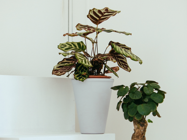Plantalomas Plantalomas
