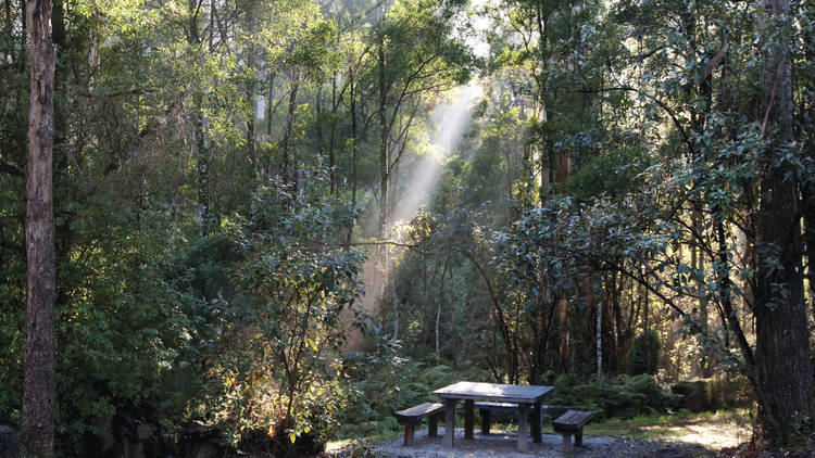 Sheoak Picnic Ground, Great Otway National Park