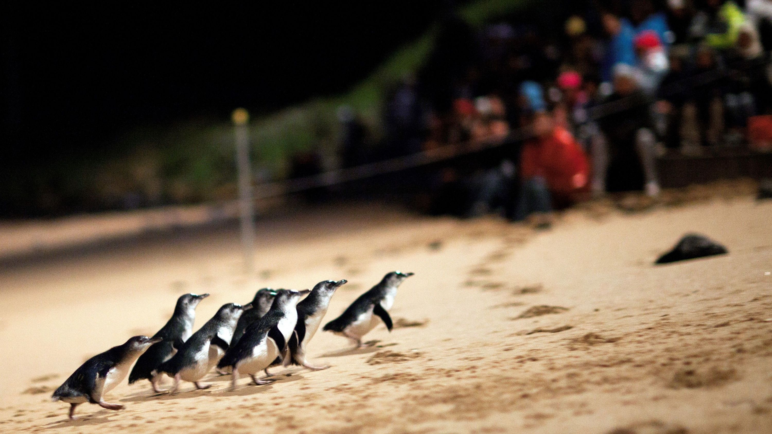 Penguins climbing the beach at Phillip Island