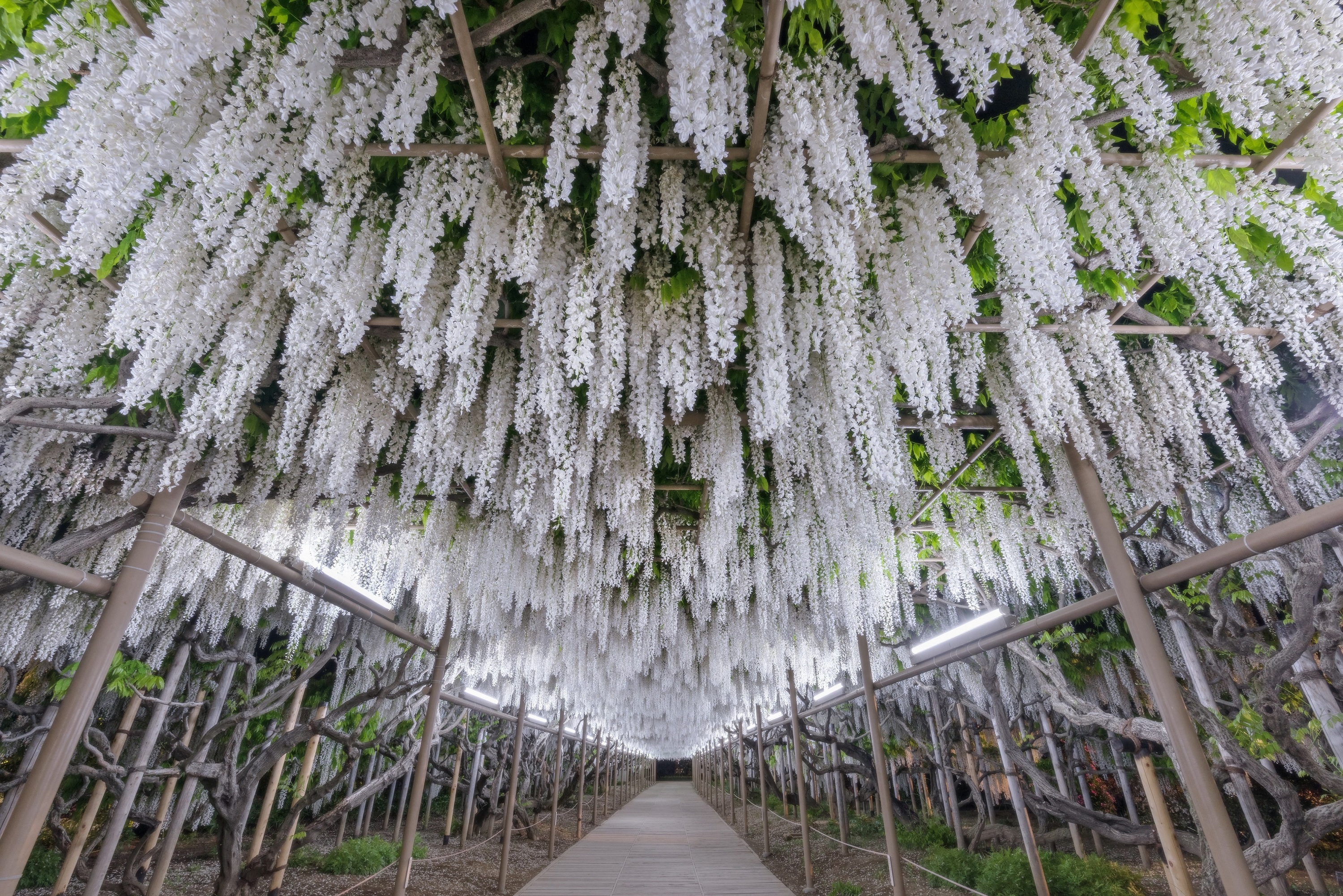 Фото корня глицинии