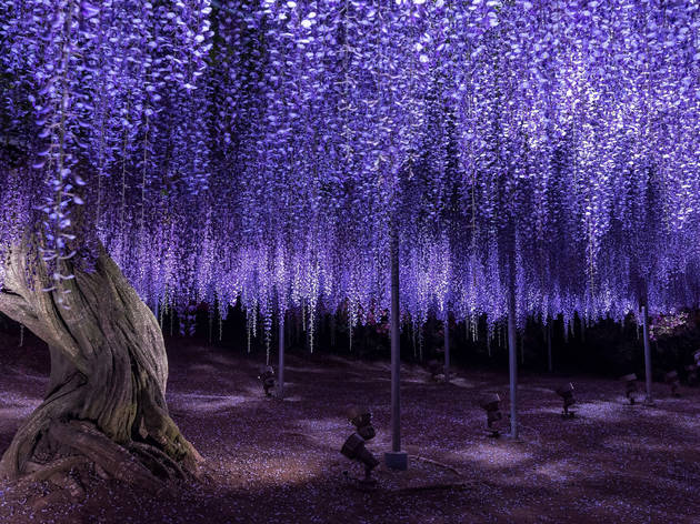 Ashikaga Flower Park – cropped to fit Ashikaga Flower Park, wisteria