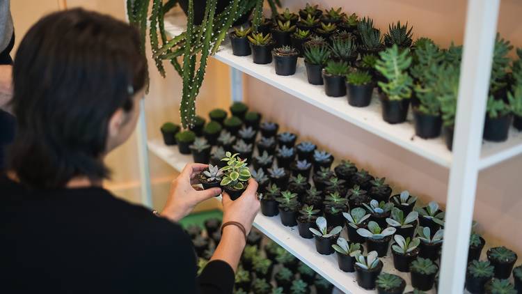 Person picks small succents from stack of shelves with rows of succulent varieties.