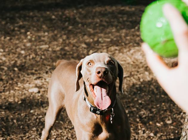 Dog park A dog looks up to a hand holding a green ball, poised to chase it.