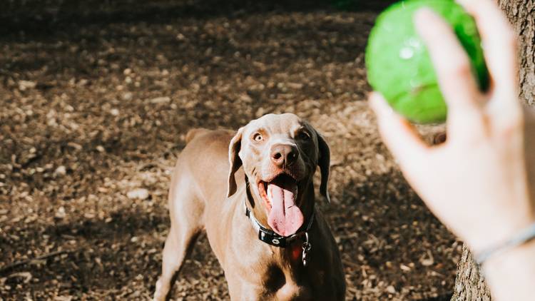 A dog looks up to a hand holding a green ball, poised to chase it.