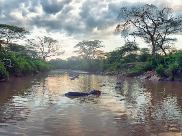 Hippos in River Hippos in River