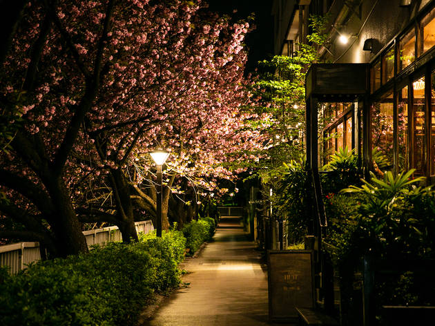 Nakameguro Night Walk Nakameguro Night Walk