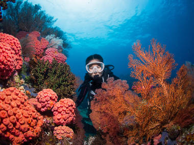 12 Best Diving Spots In Southeast Asia