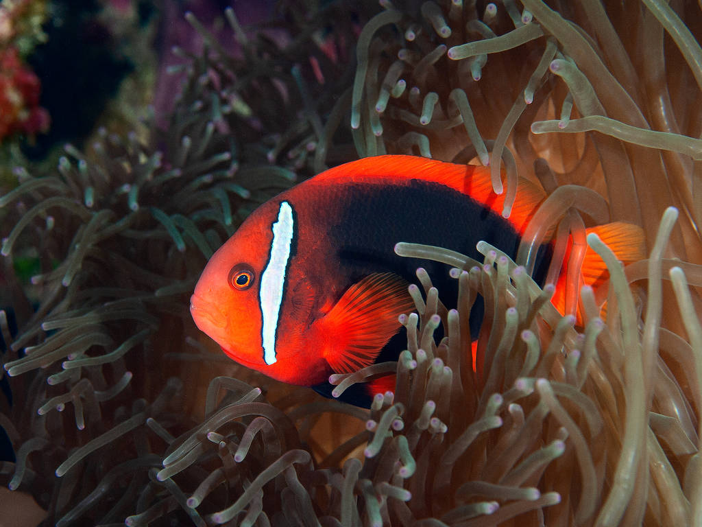 12 Best Diving Spots In Southeast Asia