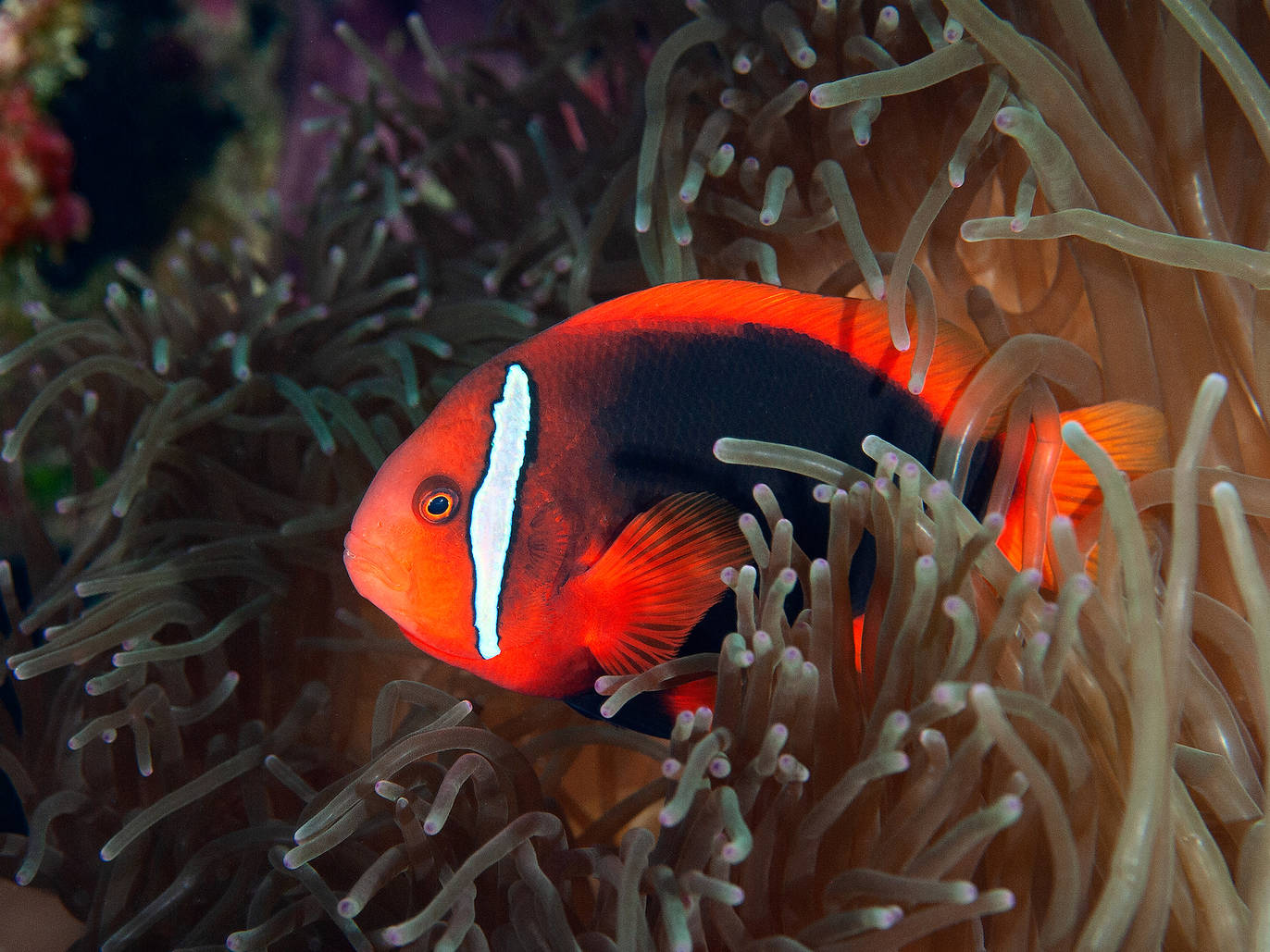 12 Best Diving Spots In Southeast Asia