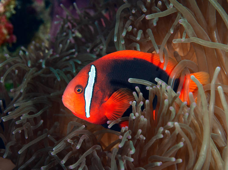 Layang Layang, Malaysia