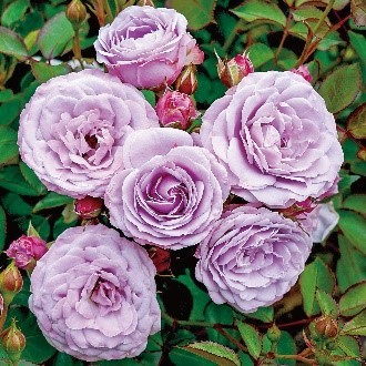 Keisei Rose Garden