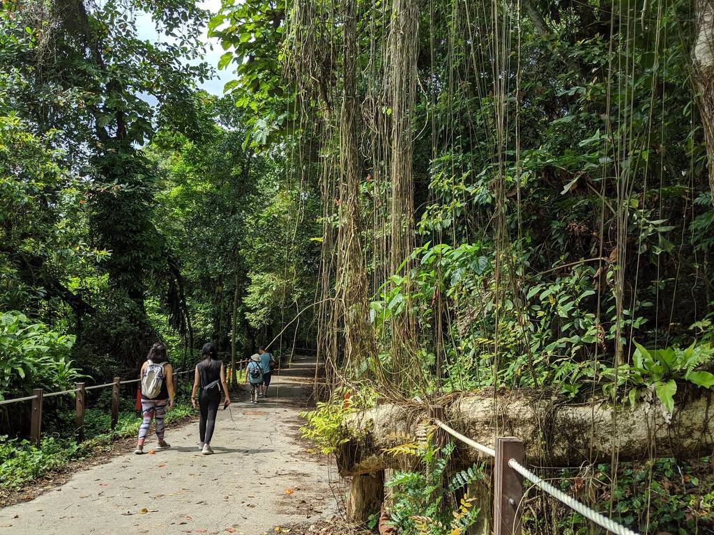 22 Best Nature Trails In Singapore Nature Walks