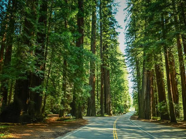 Avenue of the Giants Avenue of the Giants