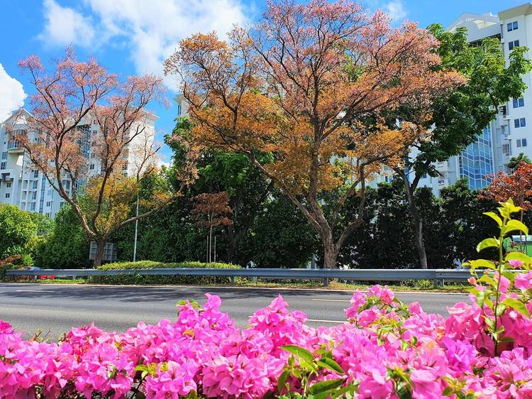 10 beautiful blooms you can find in Singapore