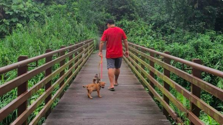 Hiking With Dogs 