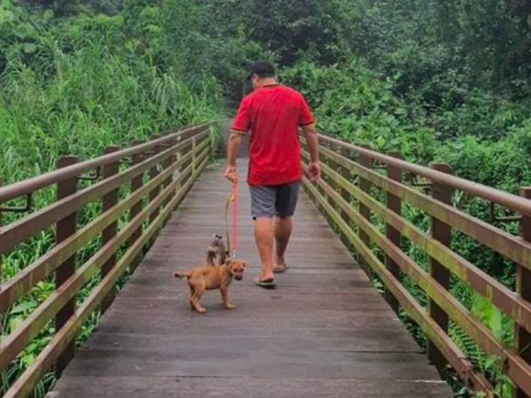 Hiking With Dogs 