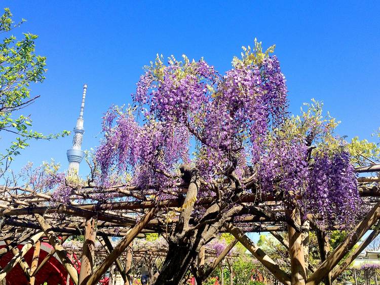 Kameido Tenjin Wisteria Festival