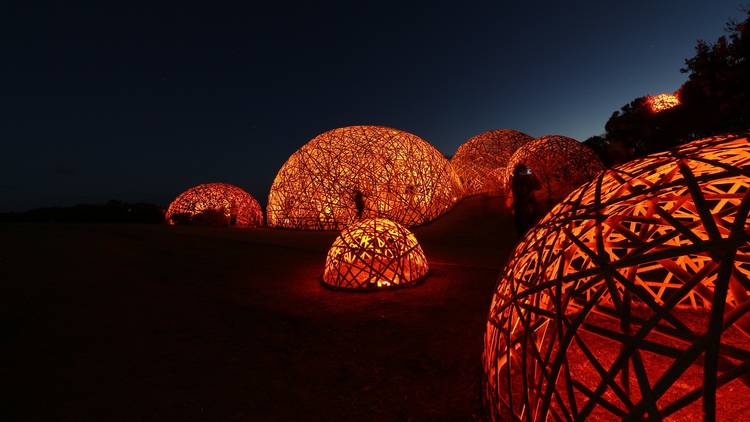Glowing amber netted domes in a dark forest