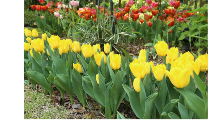 オランダ王国大使公邸 チューリップガーデン オンラインツアー