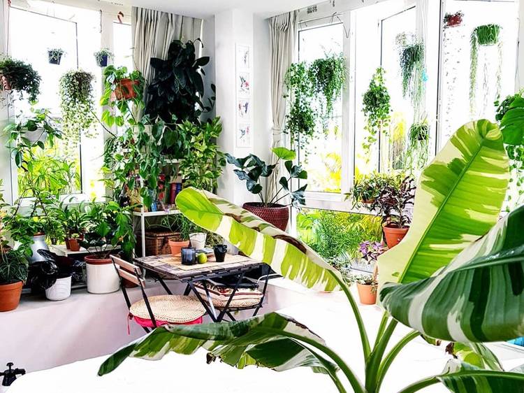 9 Local Plant Parents On Instagram To Follow For Home Gardening Inspiration