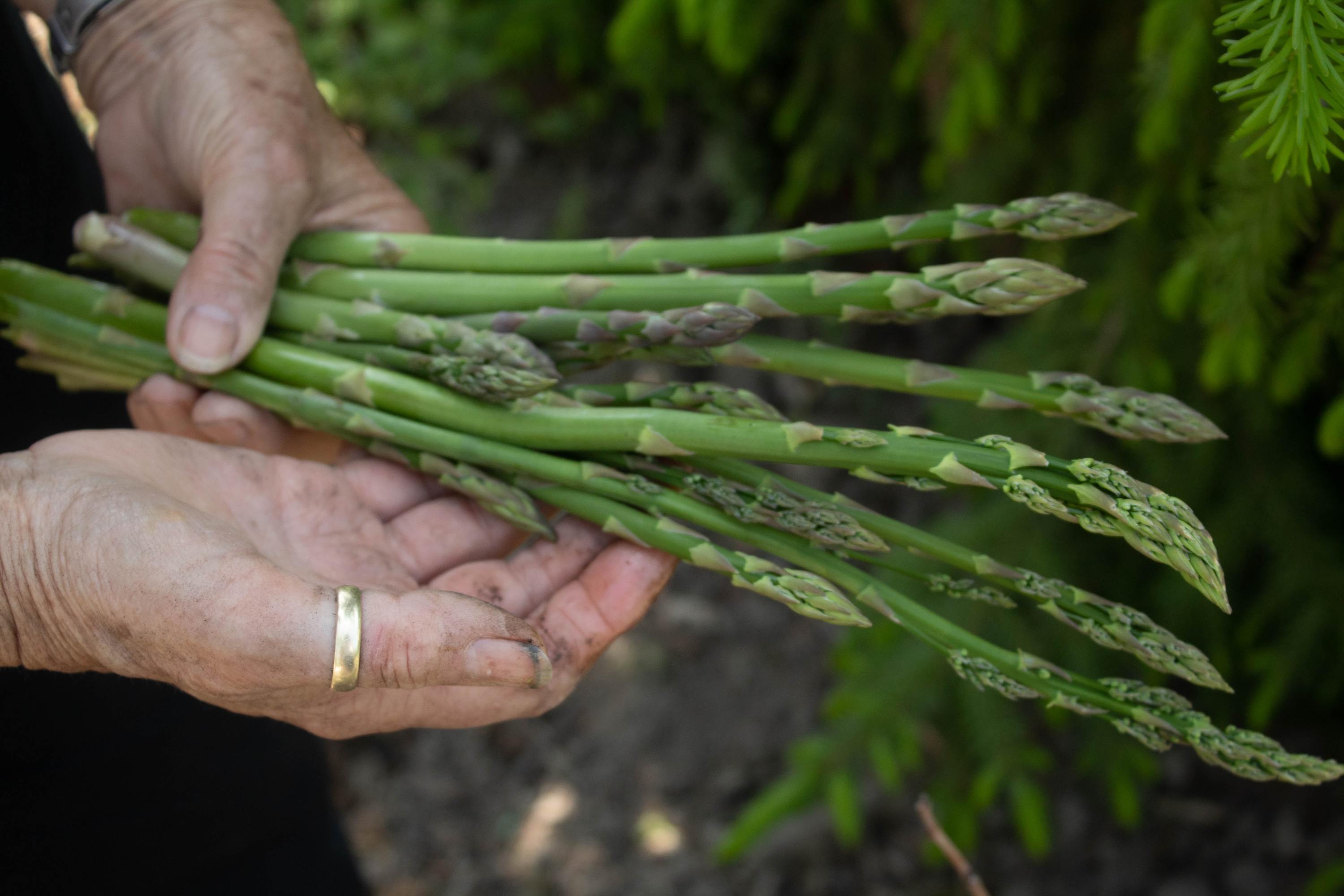 Asperges sur Unsplash