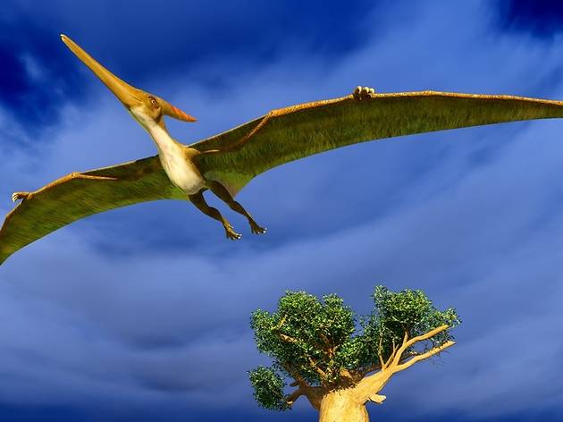 Pterodáctilo Pterodáctilo