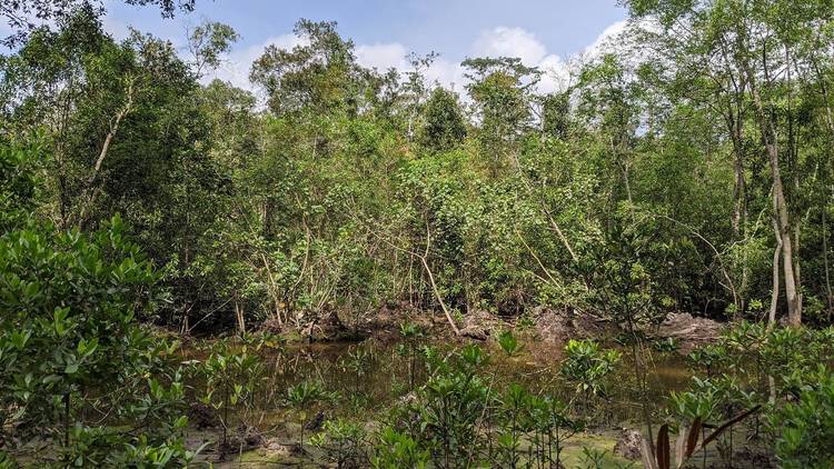 Wetlands and mangroves in Singapore to explore