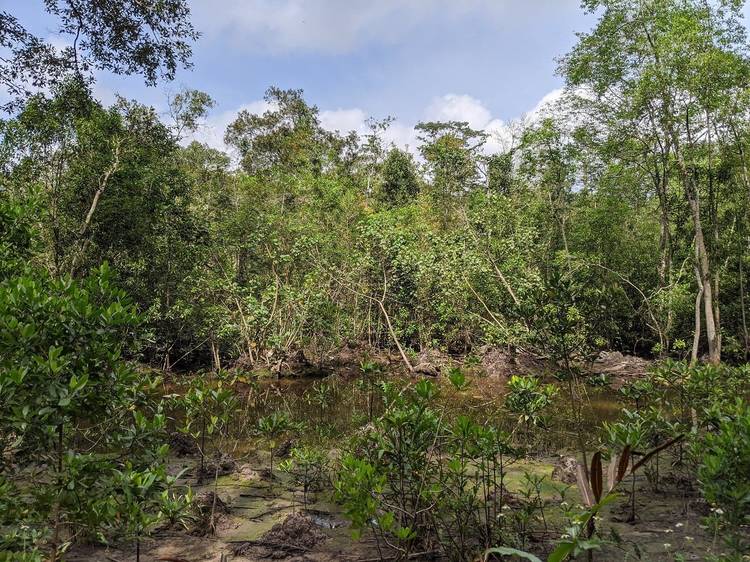 Wetlands and mangroves in Singapore to explore