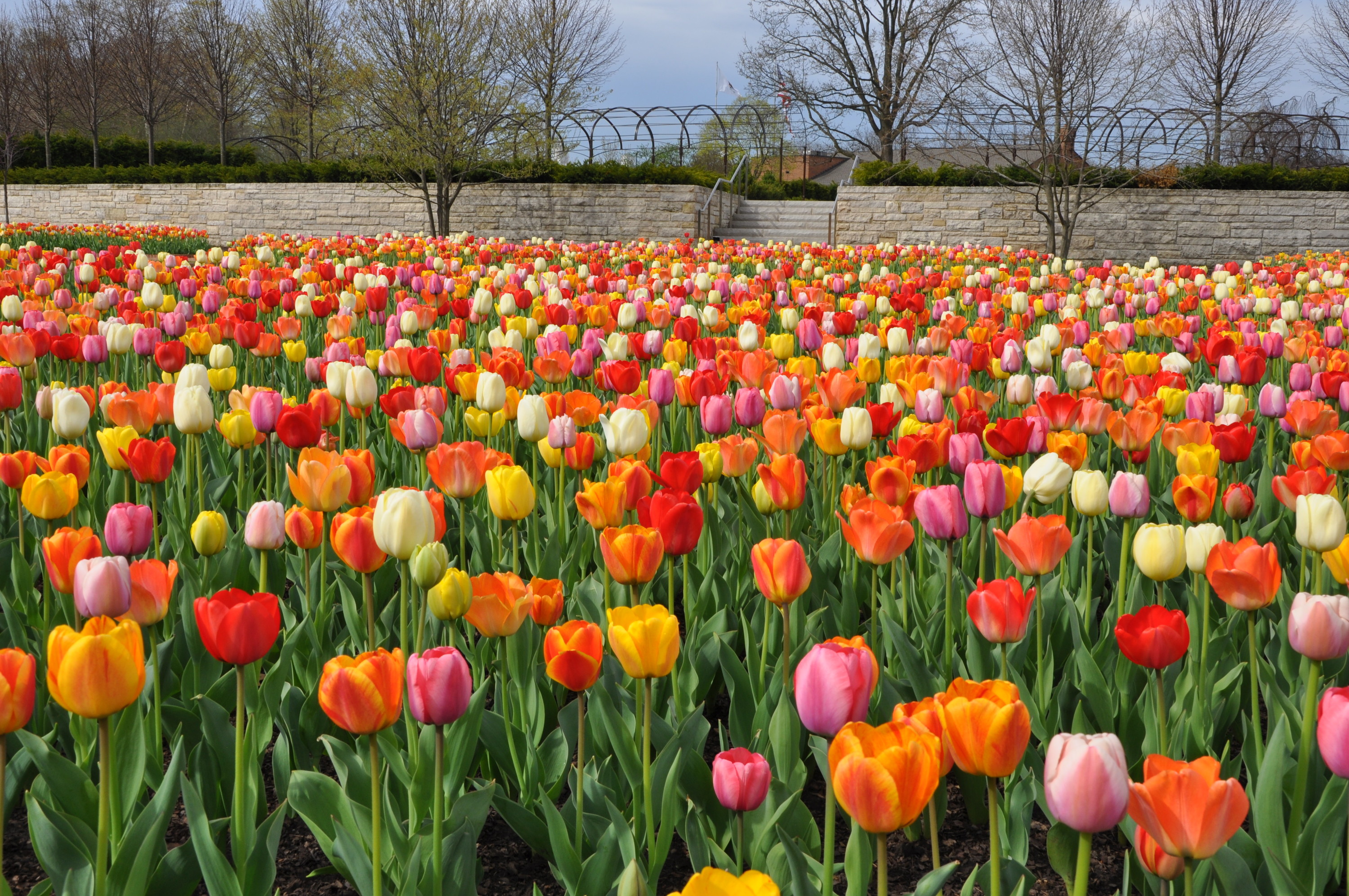 The best places to see tulips in Chicago