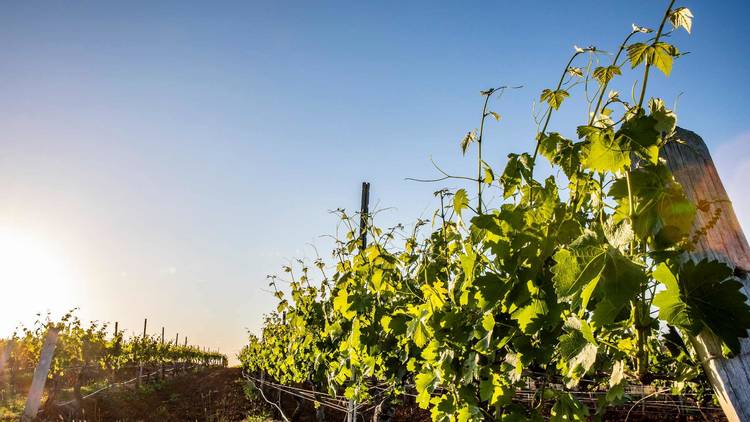 Hunter Valley vineyard