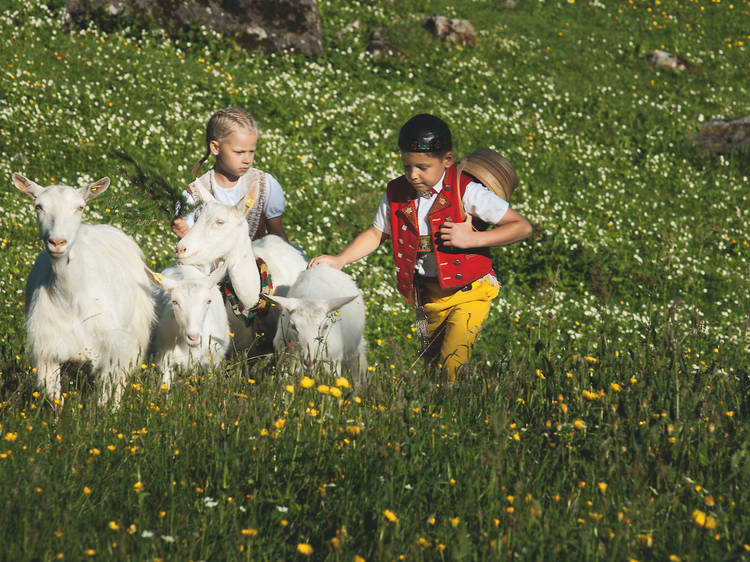 9. Hike through Alpine meadows